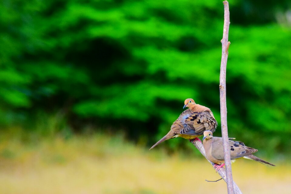 Nature wings fauna