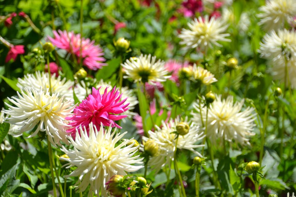 Natural bee daisy photo