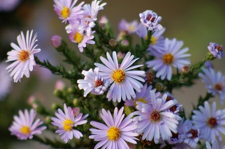 Settembrini flowers nature photo