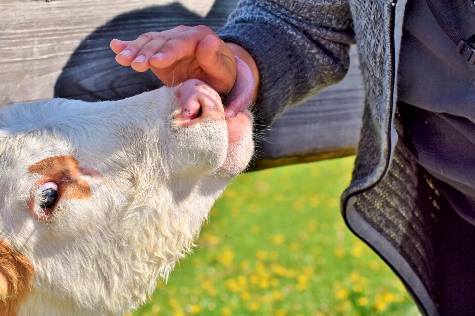 Bovine ear ruminant livestock photo