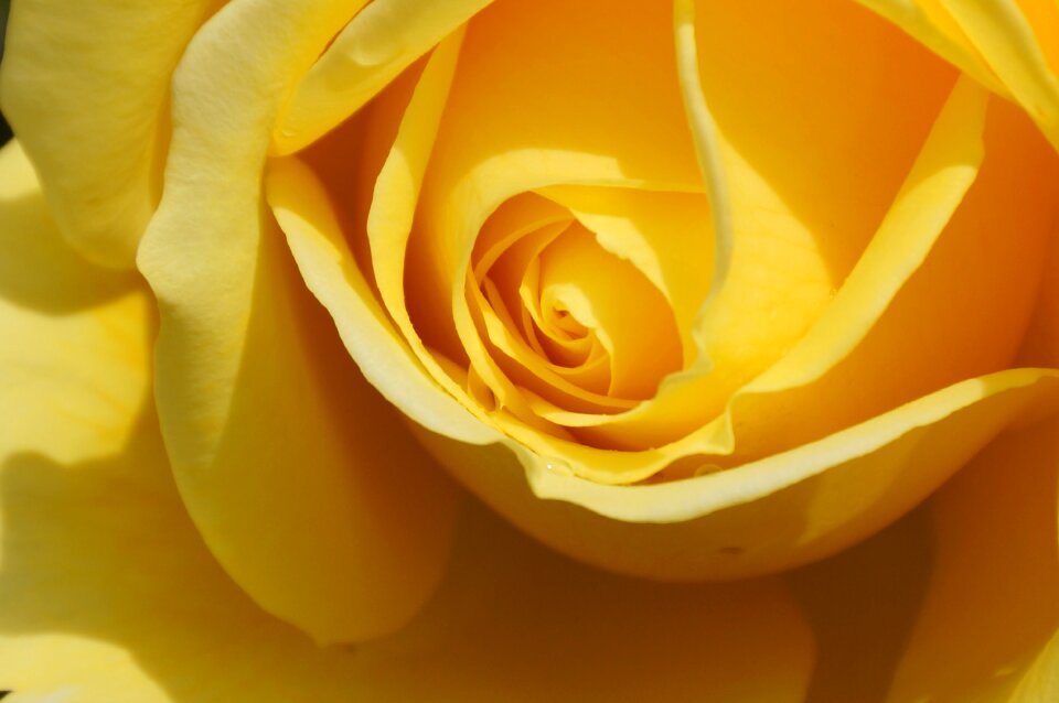 Romance blooming floral