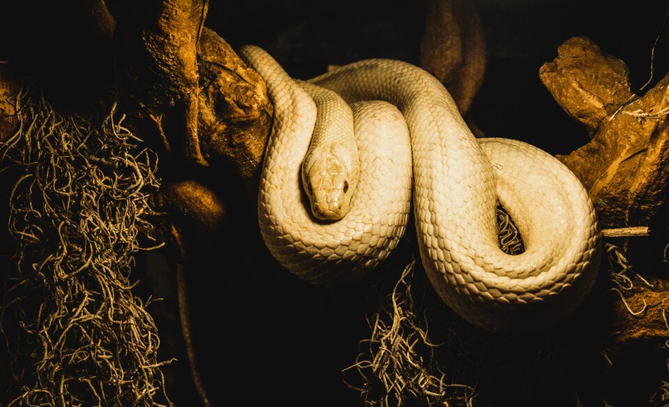 White wildlife nature