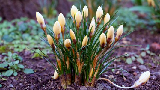 Plant harbinger of spring early bloomer photo