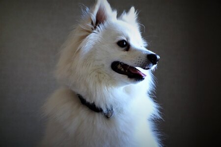Snout dog breed small