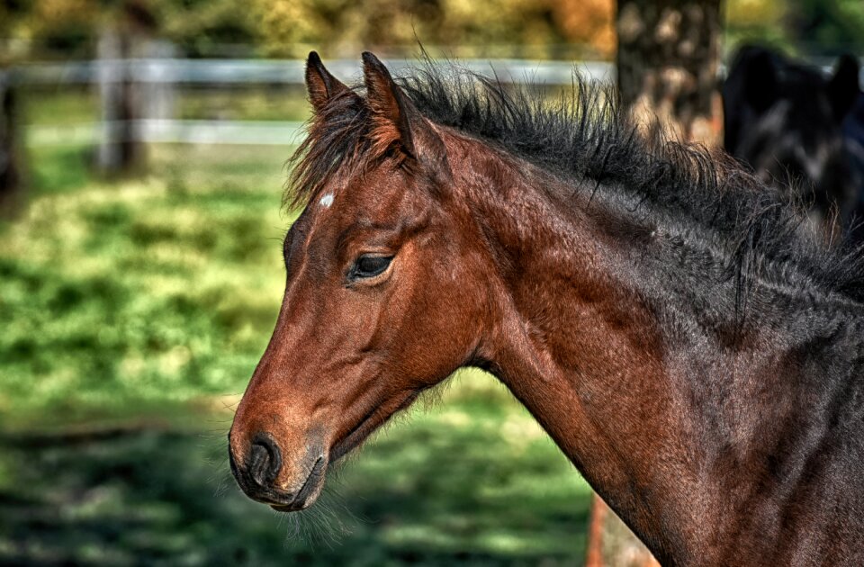 Brown cute portrait
