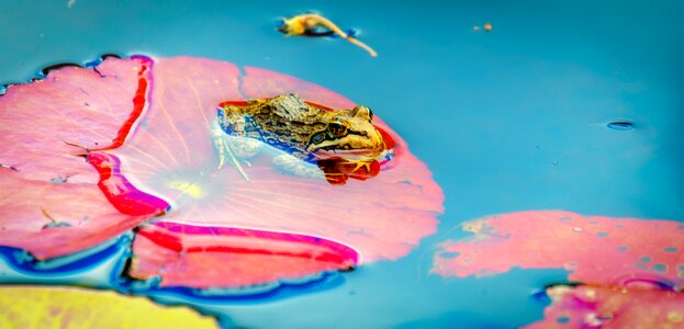 Pond nature amphibian