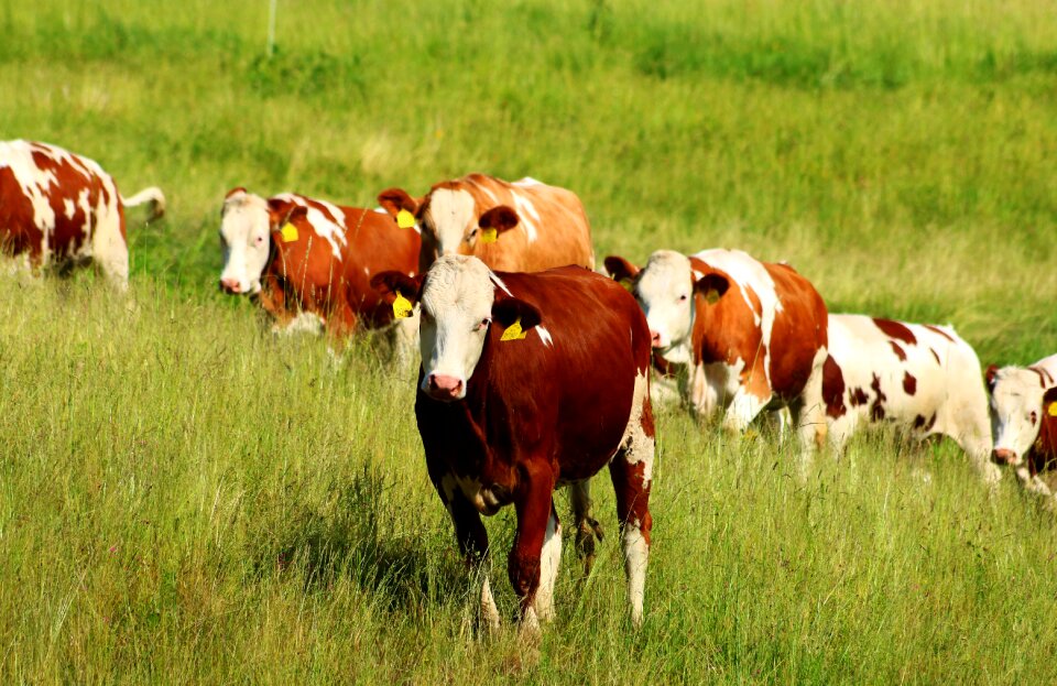 Meadow animals pastures