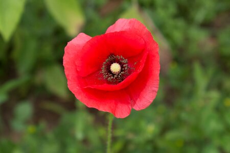 Macro nature garden
