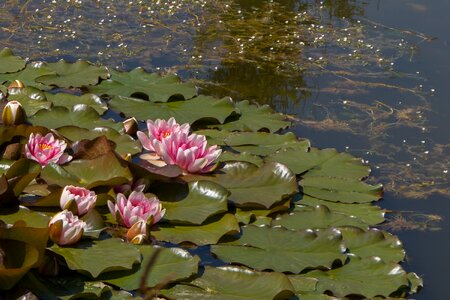 Nature aquatic plant pink water lily