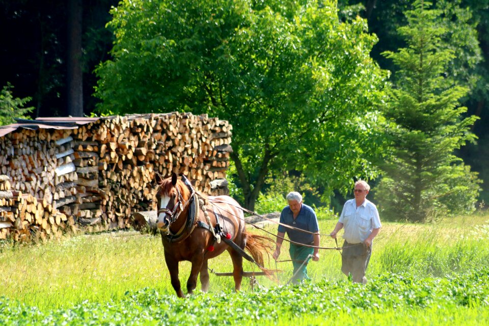 Cultivation agriculture summer