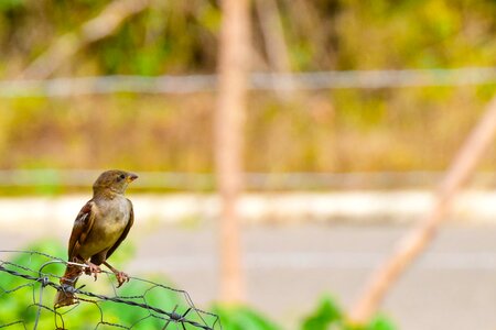 Plumage little bird sparrows