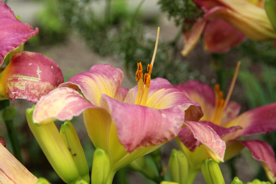 Nature plant summer