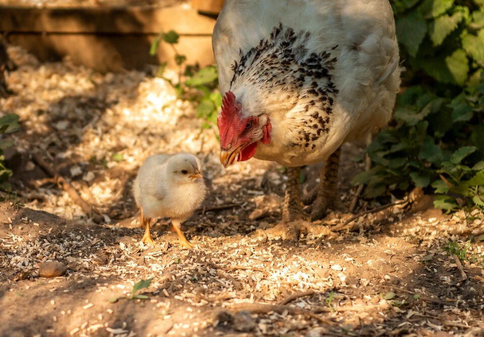 Nature poultry run