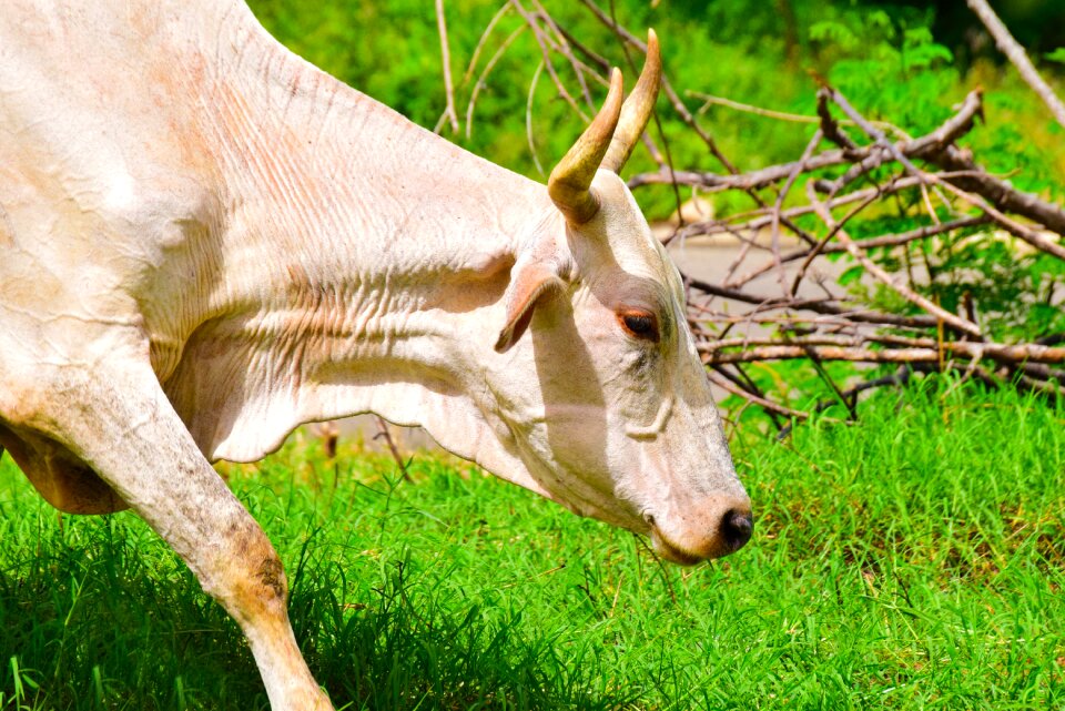 Livestock agriculture farm photo