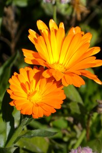 Orange flower flora