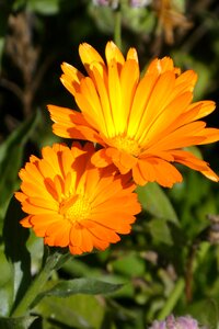 Orange flower flora photo