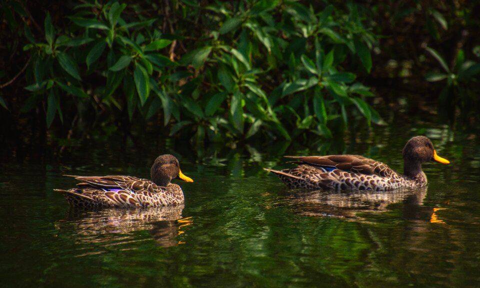 Nature animal plumage