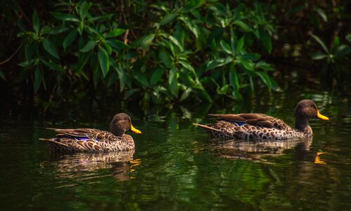 Nature animal plumage photo