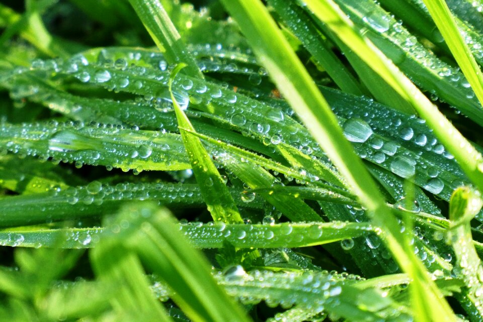 Green dewdrop background