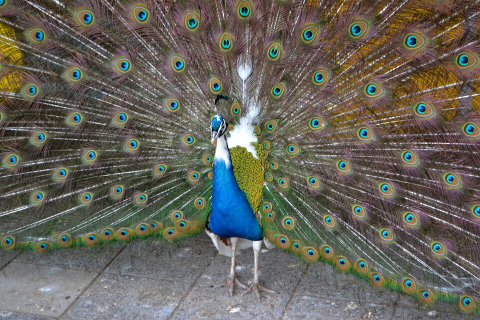 Animal nature colorful