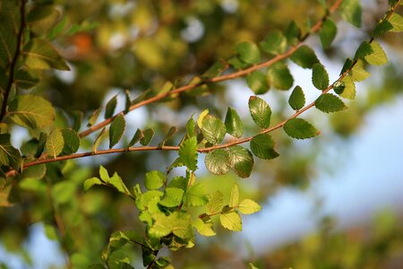 Summer botany tree