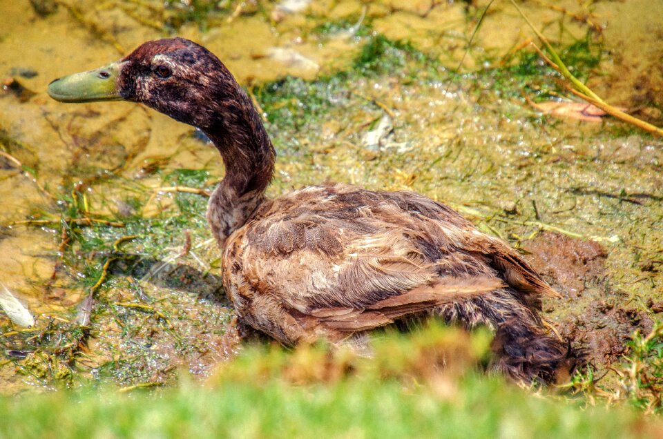 Nature animal plumage
