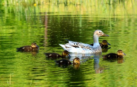 Ducklings pond summer