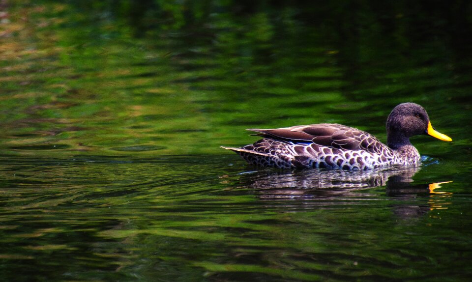 Nature animal plumage photo