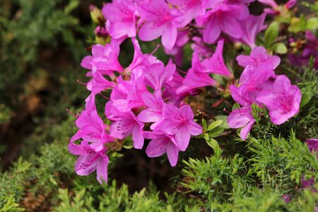 Bloom flowers shrub photo