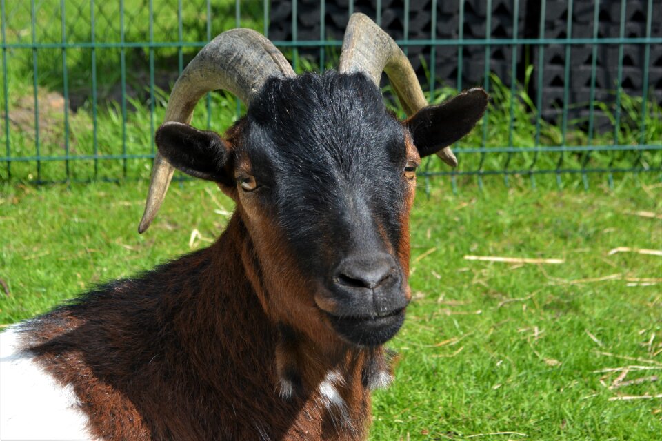 Horns ruminant domestic goat