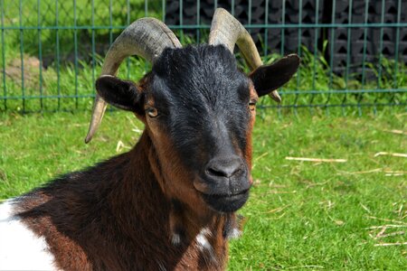 Horns ruminant domestic goat photo