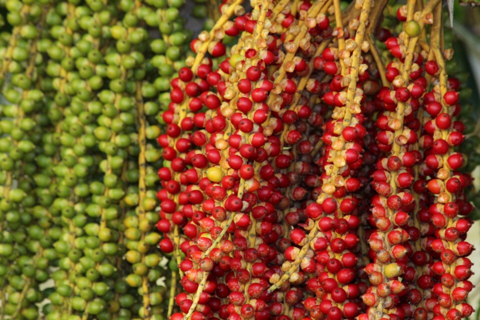 Palma fruit red fruits