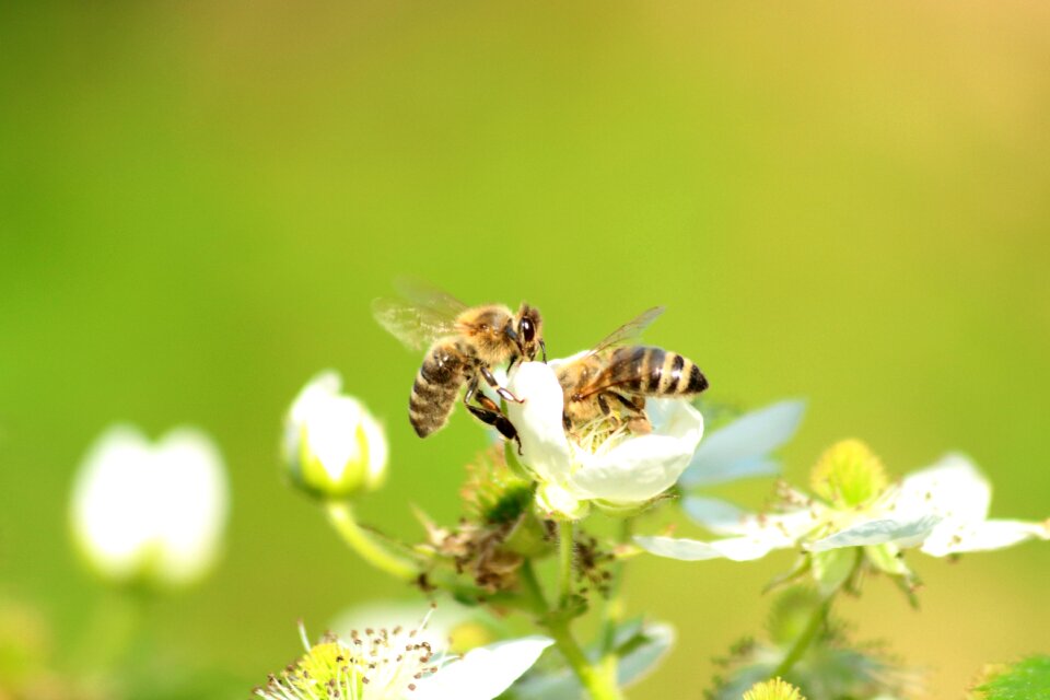 Insect macro nature