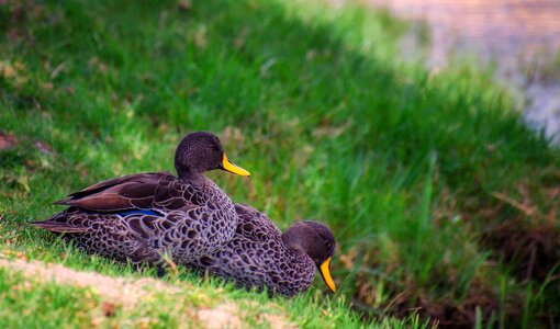 Nature animal plumage