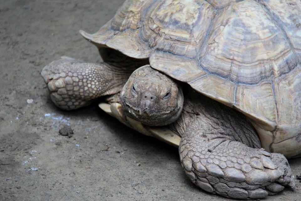 Turtle animal reptile