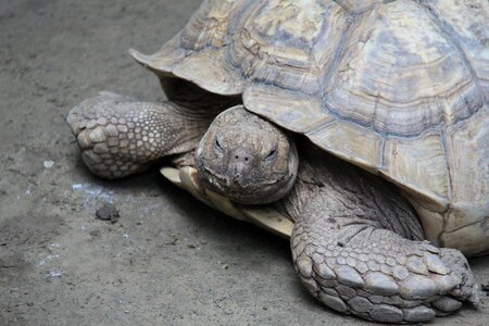 Turtle animal reptile photo