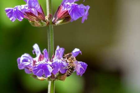 Nature garden garden spice plant photo