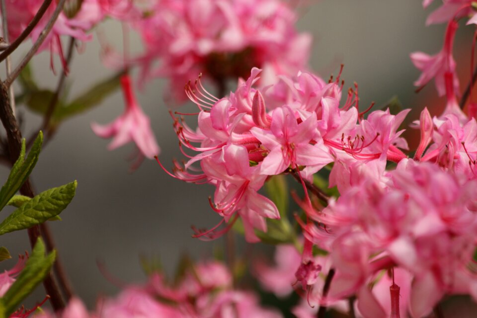 Bloom flowers shrub