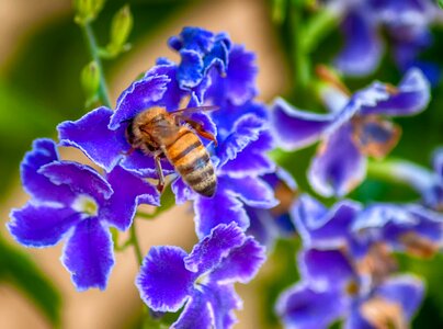 Nectar violet garden photo