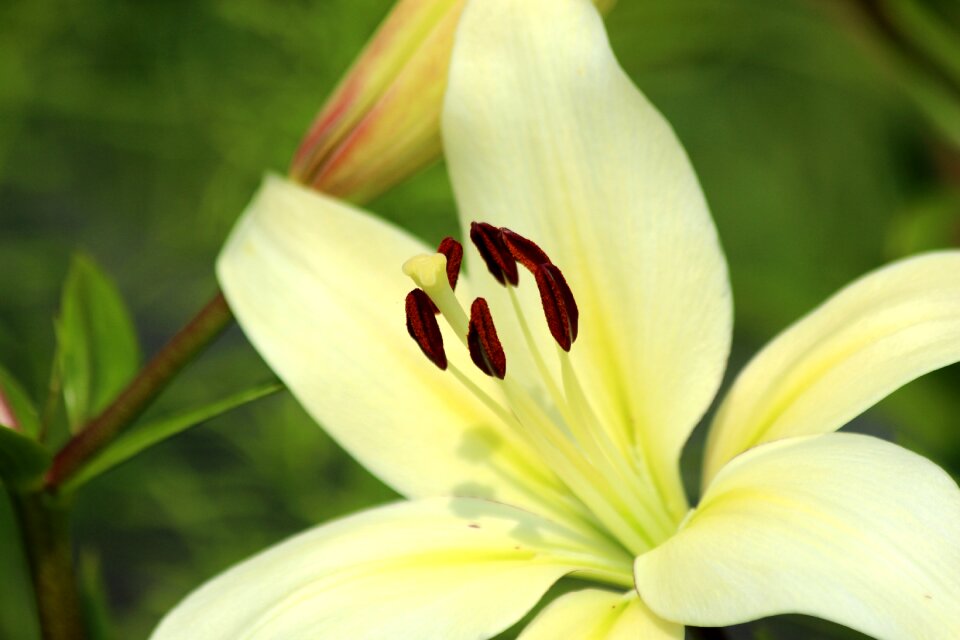Nature plant summer