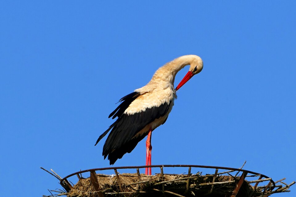 The nest migratory bird photo