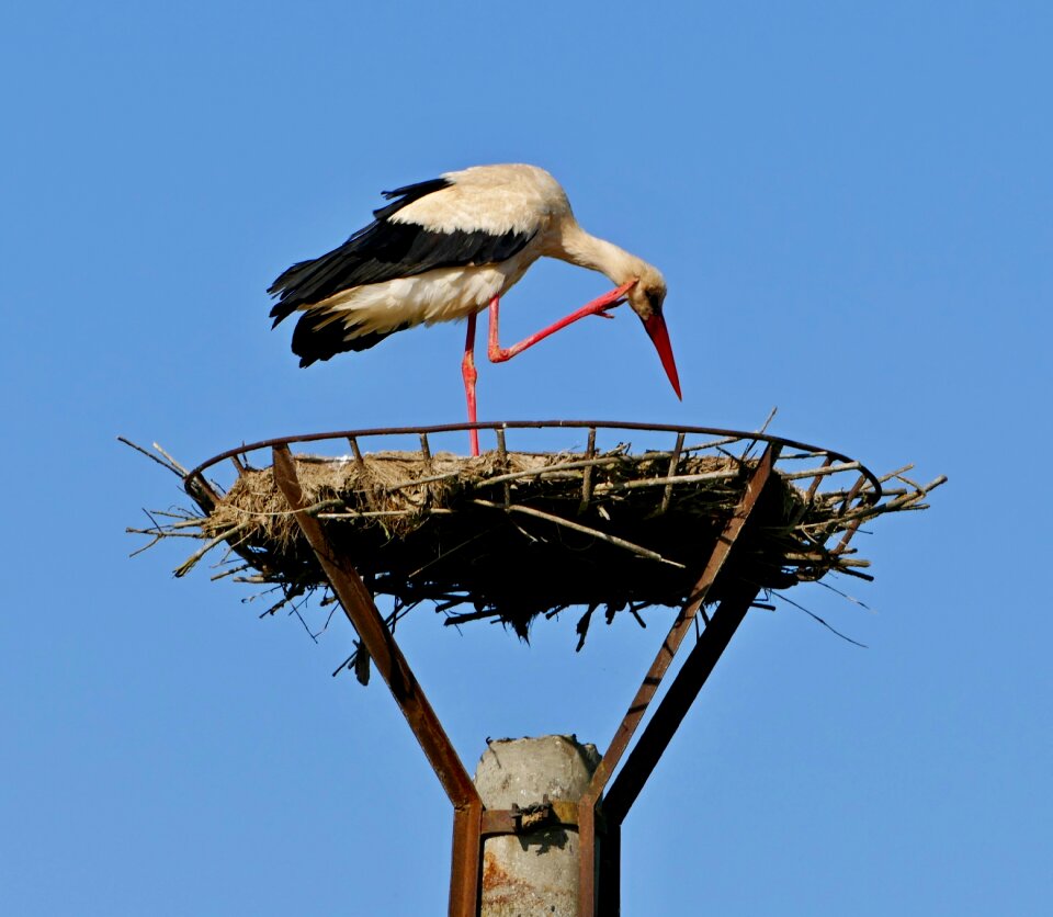 The nest migratory bird photo