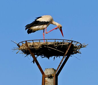 The nest migratory bird