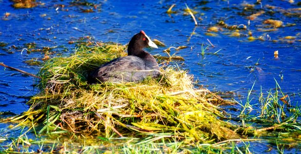 Nature bird lake photo