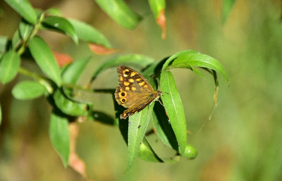 Insects wing color
