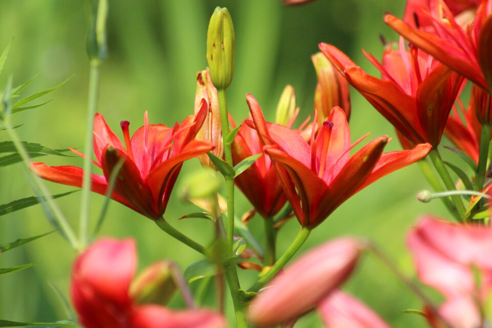 Beautiful bloom nature
