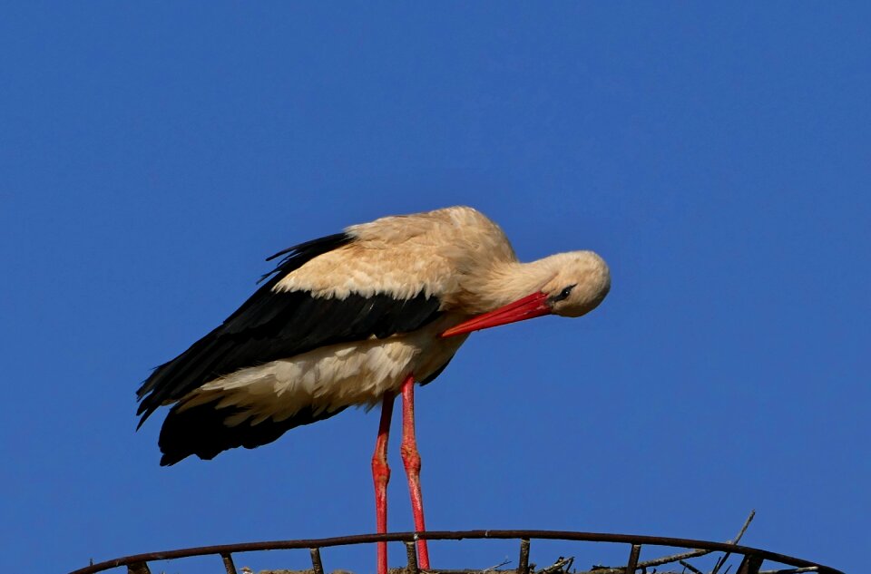 The nest migratory bird