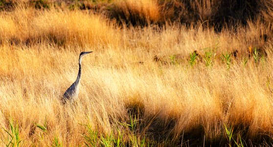 Golden sunset bird