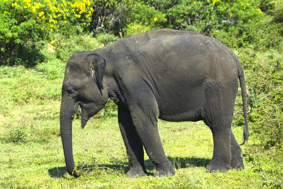 Animals nature anymals