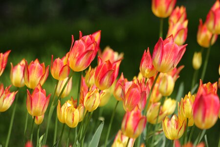 Bloom garden bright colors